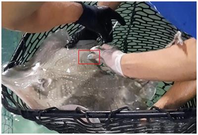 Updates on antifungal pharmacotherapy in elasmobranchs: pharmacokinetics of 4 mg/kg voriconazole after IM and IV administration in undulate skates (Raja undulata) maintained under human care